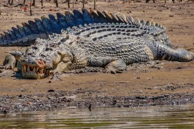 Deslízate en silencio por el río daintree en un barco solar, avista cocodrilos y aves raras con un guía local, y disfruta de un paseo en grupo reducido sin humo ni ruidos.