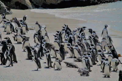 Scopri i pinguini africani a boulders beach, attraversa la spettacolare chapman’s peak drive e rilassati sulla spiaggia. include pick-up in hotel, acqua in bottiglia e ingressi.