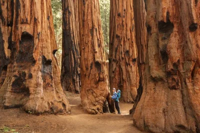 Découvrez les géants de sequoia, marchez sous le tunnel log et profitez d’un pique-nique à crescent meadow lors d’une visite en petit groupe depuis three rivers. déjeuner et entrée au parc in