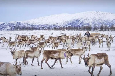 Share a fireside meal, hand-feed reindeer, and hear sami stories on this tromso day trip. includes pickup, local guide, and traditional lunch in a warm hut.