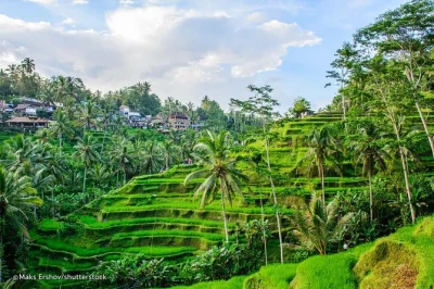 Feel the energy of ubud’s monkey forest, swing over rice terraces, and share a balinese lunch with views—private tour with pickup, guide, and all entry fees.