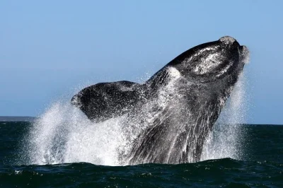 Gansbaai, avvistamento balene vicino alle scogliere di de kelders con guida locale. vivi l’emozione di vedere le balene australi da una barca con viste tranquille e senza folla.