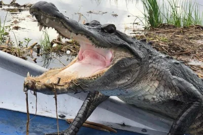 Erlebe eine aufregende airboat-tour in kleiner gruppe bei new orleans, entdecke alligatoren in den sümpfen louisianas und lausche spannenden geschichten deines lokalen kapitäns. inklusive sicherheit