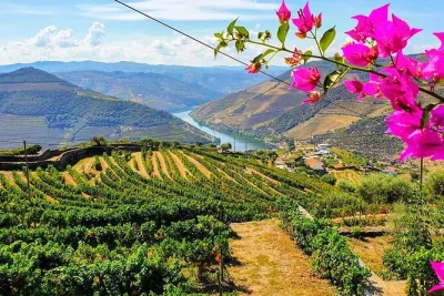 Scopri il ritmo della valle del douro in una gita da porto: assaggia il porto nelle cantine panoramiche, naviga sul fiume e gusta l’olio d’oliva con i locali. pranzo e trasferimento inclusi.