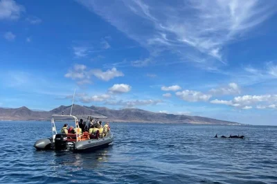Feel the rush of dolphin & whale watching off fuerteventura’s coast, then snorkel among bright fish. includes snorkeling gear, cold drinks, and expert local crew.