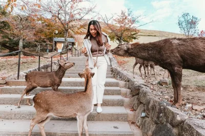 Step inside himeji castle, wander kobe’s lively chinatown for lunch, and meet the deer of nara park—all with a bilingual guide and return transport from osaka.