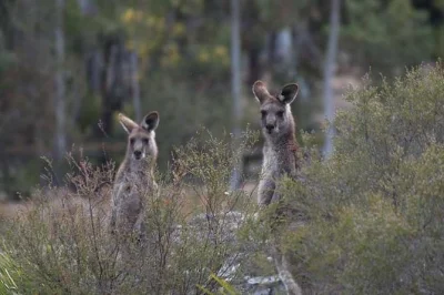 Start early from sydney for a small group blue mountains day trip, with private wildlife park entry, scenic valley walks, and local guide. includes hotel pickup.