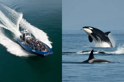 Feel the wind on a zodiac boat from anacortes, searching for orcas, humpbacks, and sea lions. includes cruiser suit and gloves. book your wildlife adventure now.