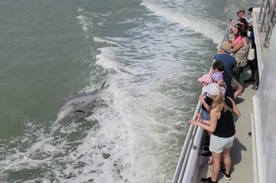 Feel the excitement of dolphin watching in south padre island’s laguna madre, with live commentary, spacex launch pad views, and easy wheelchair access. includes local guide.