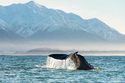 Feel the sea air in kaikoura as you spot giant sperm whales up close by boat, with local guides, daily departures, and a 95% success rate—includes transfers.