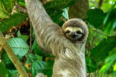 Esplora manuel antonio con una guida naturalista, avvista scimmie e bradipi, scatta foto con un cannocchiale professionale e rilassati sulle spiagge del parco—include snack e trasferimento.