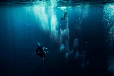 Swim with manta rays and eagle rays in bora bora’s lagoon, guided by locals. small group snorkeling tour with pickup, all equipment, drinks, and towels included.