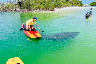 Découvrez fort myers en paddle, observez dauphins et lamantins sauvages, et profitez d’une pause sur des plages de sable blanc—tout l’équipement inclus avec un guide local.