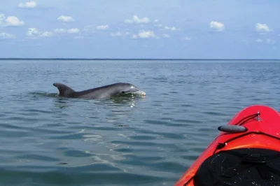 Slip past shrimp boats and saltmarsh on a guided kayak tour of shem creek, charleston. spot dolphins, hear lowcountry stories, and paddle with a local guide—gear included.