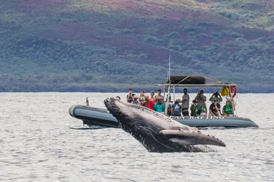 Découvrez maui autrement avec une sortie en petit groupe depuis lahaina. observez baleines et dauphins de près, écoutez leurs chants sous-marins et profitez de snacks avec un guide local.