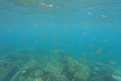 Fai snorkeling ad angel rock tra coralli vivi e pesci, proprio accanto a pigeon island. prezzi convenienti, attrezzatura inclusa, gita in barca e accesso facile per tutti i livelli.