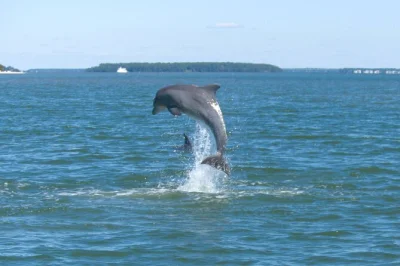 Feel the salt air on a private hilton head dolphin tour—see wild dolphins, harbourtown lighthouse views, and daufuskie island, with a local naturalist guide.
