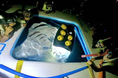 Nada con mantarrayas por la noche en kailua-kona, big island. incluye equipo de snorkel, fotos gopro y recogida en hoteles seleccionados. reserva esta aventura única en el océano.