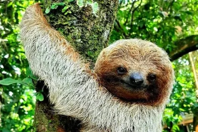 Arrive in bijagua’s rainforest for sloths, frogs, and a hands-on coffee and chocolate tasting, plus llanos del cortes waterfall. includes pickup and lunch.