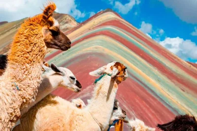 Start before sunrise from cusco, hike rainbow mountain with a local guide, see herds of alpacas, and opt for the red valley. includes hotel pickup, breakfast & lunch.