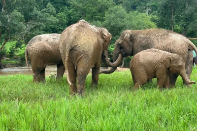 Feed elephants, climb the sticky waterfall, visit karen long neck village, and choose rafting—all in one chiang mai day trip with lunch and pickup included.