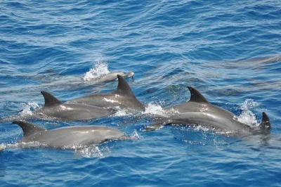 Swim near wild dolphins, snorkel vibrant reefs, and share a buffet lunch on this hurghada dolphin house trip. includes hotel pickup, equipment, and drinks.