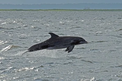 Feel the salt breeze on a jekyll island dolphin tour—watch wild dolphins, spot sea turtles, and hear local stories with a seasoned captain. includes bathroom onboard.