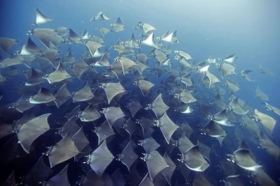Feel the rush of diving cabo’s santa maria & chileno bay with a certified guide, snacks, and free photos included. flexible pickup options for certified divers.
