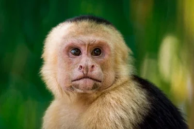 Feel the rainforest come alive in manuel antonio with a private guide, wildlife spotting scope, and time to swim at the park’s quiet beaches. includes pickup & snacks.