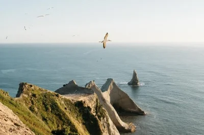 Feel the wind at cape kidnappers, get close to gannets on the plateau, enjoy hawke’s bay views with tea & coffee included. fully guided tour with easy access.
