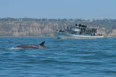 Feel the ocean breeze on a san diego whale watching cruise from mission bay, spot dolphins with an expert guide, enjoy food onboard, and free parking included.