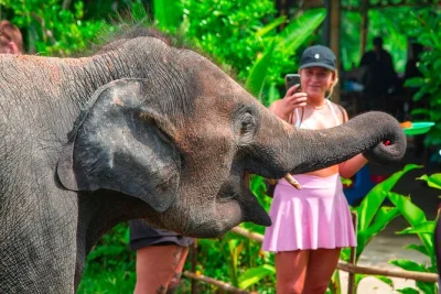 Feel the forest air of koh samui, meet rescued elephants, ride 4wd to hilltop views, and relax with lunch overlooking the island. includes hotel pickup.