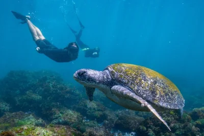 Swim with turtles at cook island near gold coast, spot marine life, and enjoy fresh fruit after snorkeling. includes all snorkel gear and boat transfer.