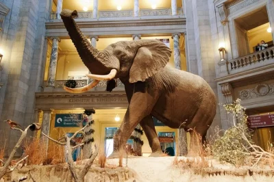 Step inside the smithsonian’s natural history museum in dc on a small group tour. see the hope diamond, ancient mummies, and rare gems with an expert guide included.