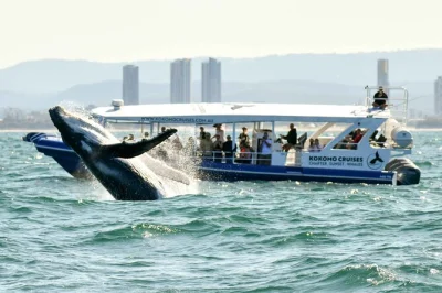 Feel the rush on a fast gold coast whale watching cruise with guaranteed sightings, small group comfort, and expert local crew. includes all fees and taxes.