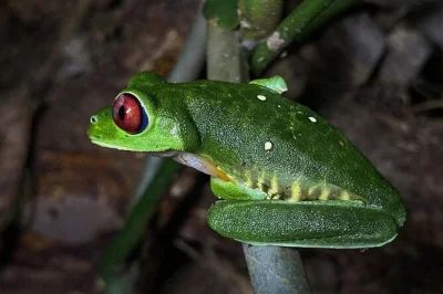 Step into uvita’s rainforest after dark, spot snakes, frogs & sloths with a passionate guide, and walk mountain trails—boots & lanterns included for your adventure.