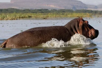 Wake up to wild calls in masai mara, spot flamingos at lake nakuru, and cycle through hell’s gate. includes meals, hotel pickup, and a local guide for every step.