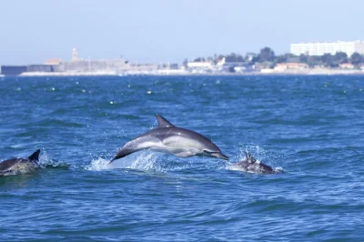 Feel the rush of seeing wild dolphins near lisbon, guided by a marine biologist. small group boat tour with city views, oceanic lounge access & real research support.