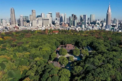 Découvrez la forêt du sanctuaire meiji à tokyo, franchissez d’immenses torii, apprenez les rituels shinto avec un guide local et plongez dans l’histoire impériale. petit groupe, entrée inclus
