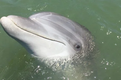 Feel the breeze on hilton head as you spot dolphins, hear local stories, and relax on a shaded boat with a passionate guide. includes guaranteed dolphin sightings.