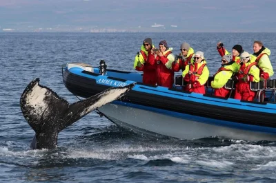 Feel the ocean air in húsavík on a small-group whale safari & puffin tour by rib speedboat, with local guide, warm overalls, and live commentary included.