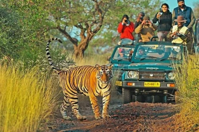Feel delhi’s old markets, sunrise at the taj mahal, and the wild hush of ranthambore tiger safari. private transfers, guides, and hotel pickup included.