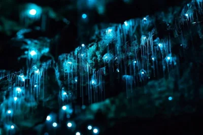 Step into byron’s ancient rainforest, swim beneath a waterfall, and watch glow-worms light up the night. includes vegan dinner, park fees, and roundtrip ride.