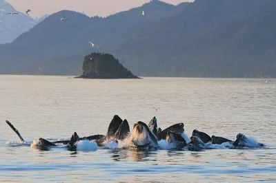 Disfruta de ballenas jorobadas cerca de juneau, observa leones marinos y águilas, y contempla el glaciar mendenhall desde el agua. incluye traslados ida y vuelta y cabina calefaccionada.