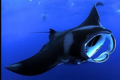 Vive la emoción de hacer snorkel nocturno con mantarrayas en la big island de hawái. incluye todo el equipo, traje de neopreno, snacks y guía local. recogida disponible.