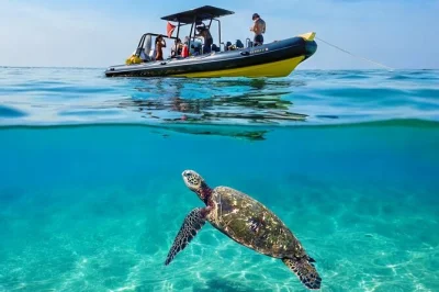 Swim with sea turtles at turtle canyon, waikiki on a small group snorkel tour. includes gear, snacks, drinks, and local guide. book for a more personal ocean day.