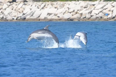Disfruta del avistamiento de delfines salvajes cerca de la isla figarolo, nada en aguas cristalinas de cerdeña y saborea aperitivos locales en un tour en grupo reducido desde olbia. incluye bebidas y
