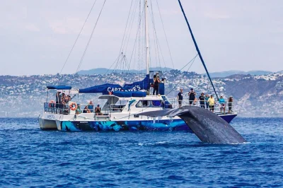 Découvrez l’excitation de l’observation des dauphins et baleines à dana point, explorez les pods sous-marins et savourez des brownies triple fudge, guidé par des experts locaux.