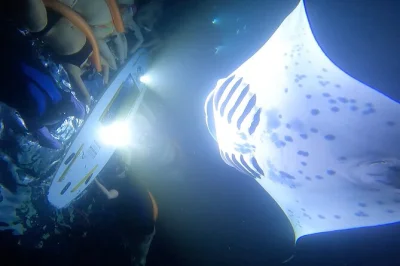 Swim with manta rays at night in kona’s keauhou bay, guided by locals. small group, quick boat ride, gear included. book for a personal, safe adventure.