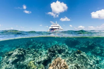 Swim with vibrant marine life at two great barrier reef sites on a cairns cruise. includes gear, bbq lunch, and return wine—guided by locals for a relaxed day.